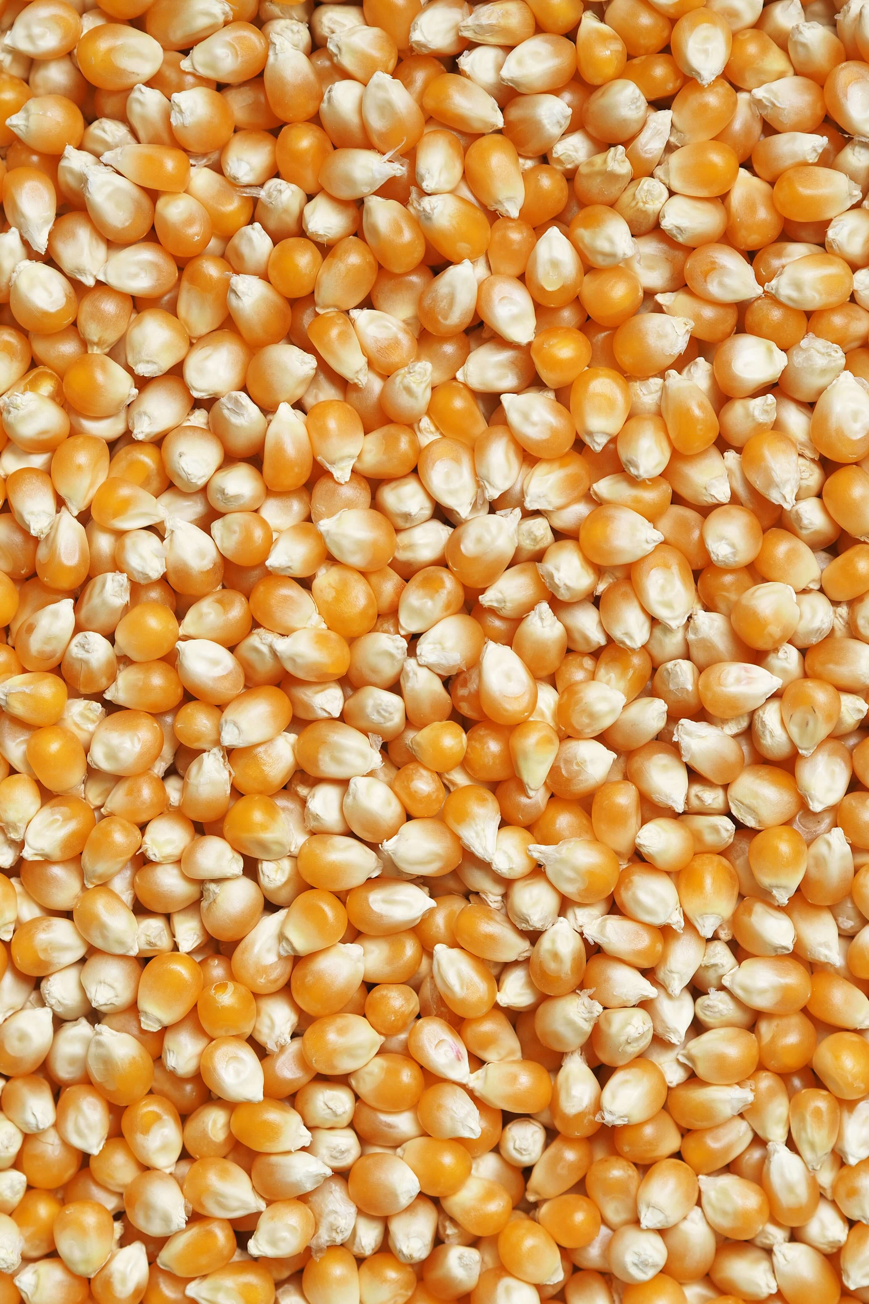 Maize Grain